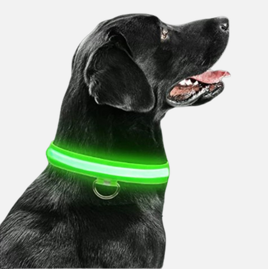 Hundehalsband mit LED